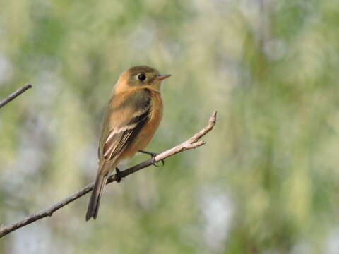 Image of Buff-breasted Flycatcher