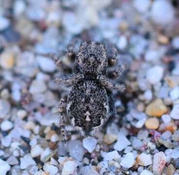 Image of Habronattus peckhami (Banks 1921)