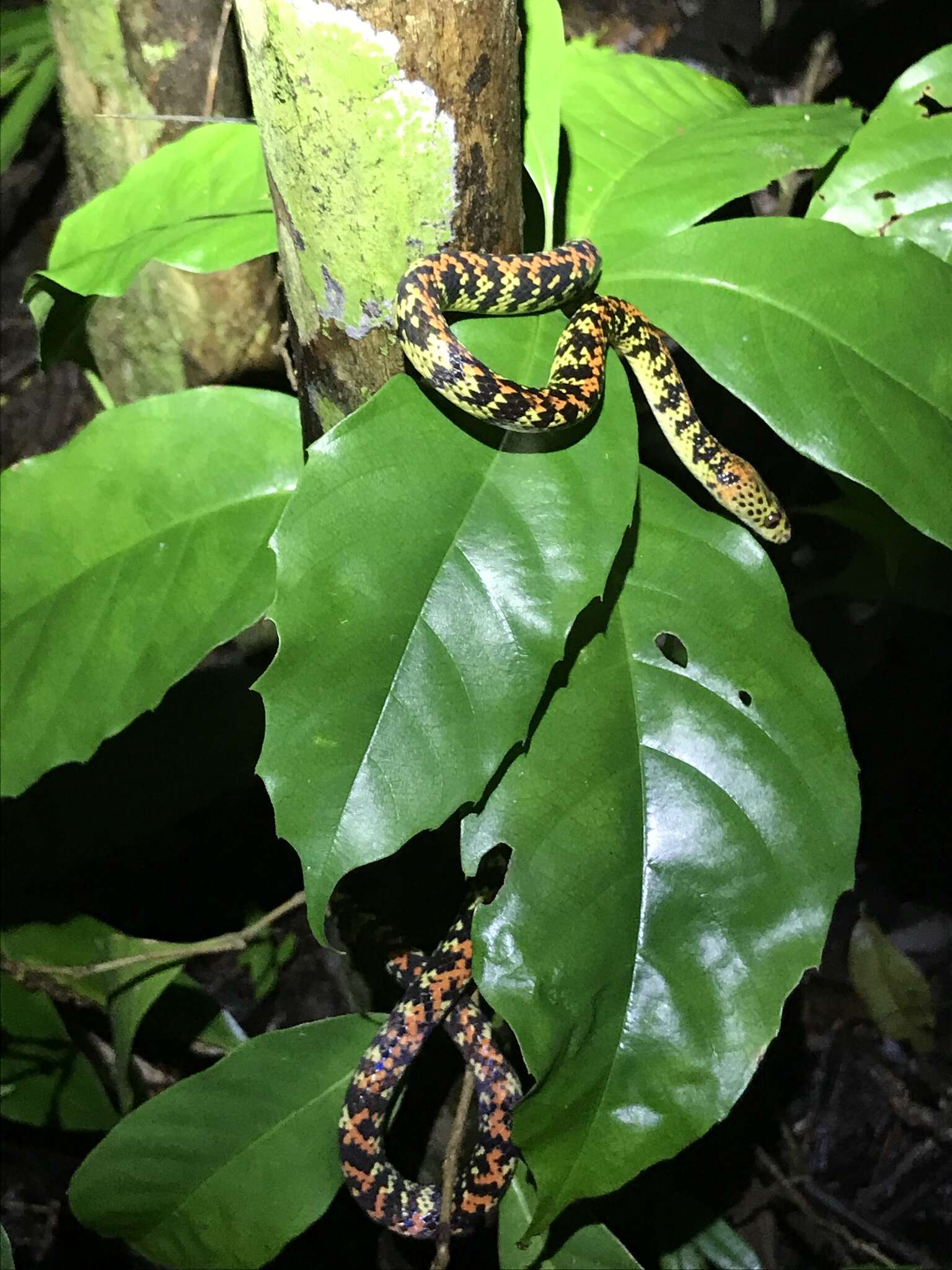 Image of Panama Spotted Night Snake