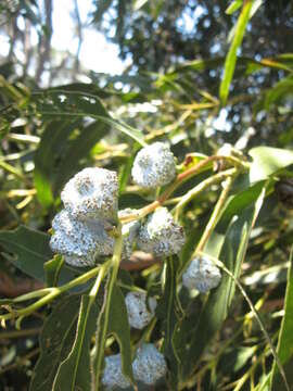 Image of Tasmanian bluegum