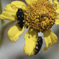 Image de Acmaeodera vernalis Barr 1972