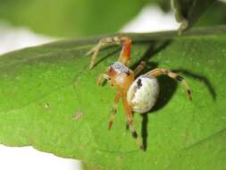 Araneus horizonte Levi 1991 resmi