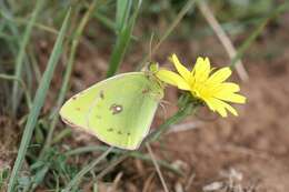 Image of Colias aurorina Herrich-Schäffer (1850)