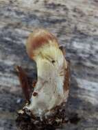 Image of Cortinarius ahsii McKnight 1975