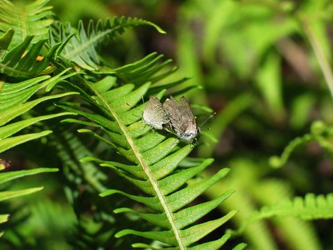 Image of Four-spotted Hairstreak