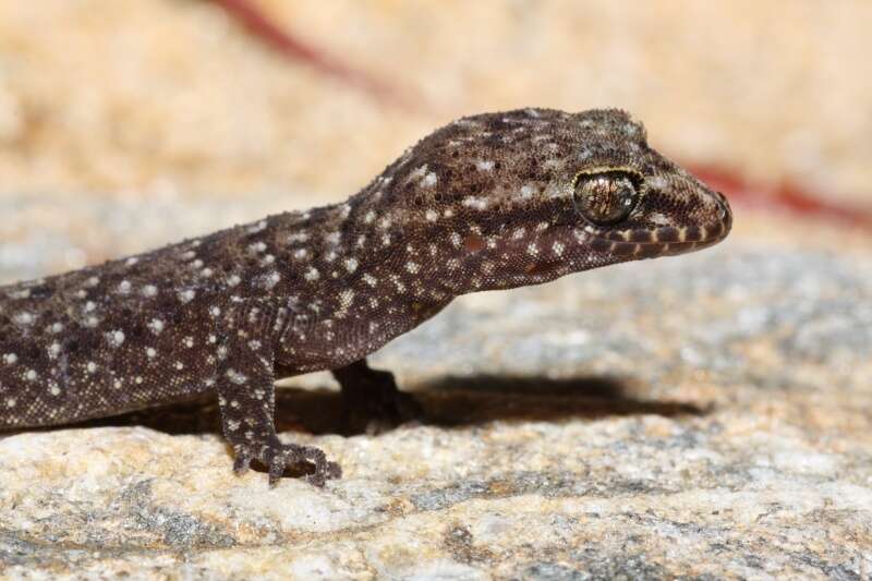 Image of Nactus cheverti (Macleay 1877)