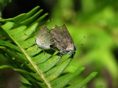 Image of Four-spotted Hairstreak
