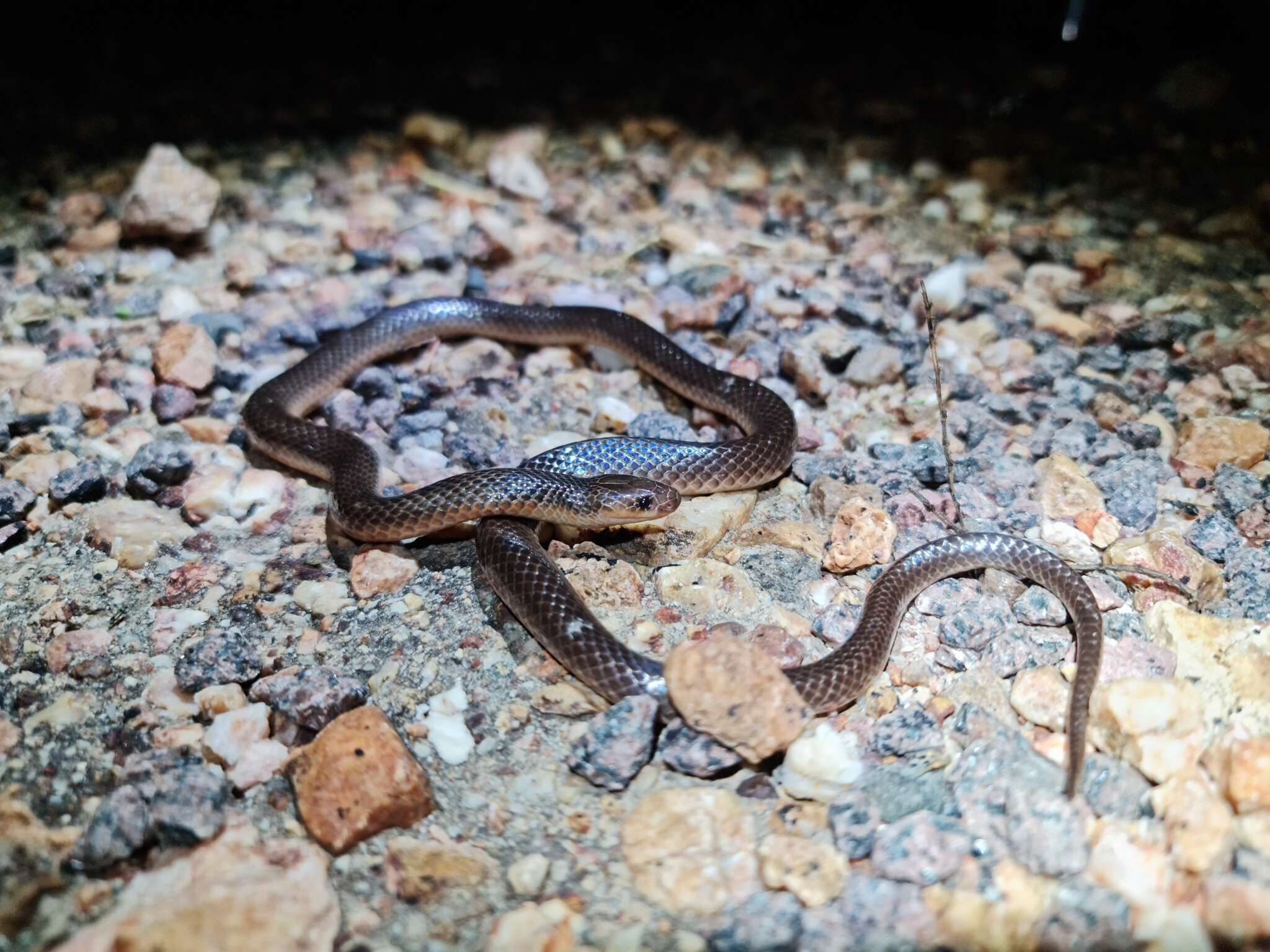 Cryptophis pallidiceps (Günther 1858)的圖片