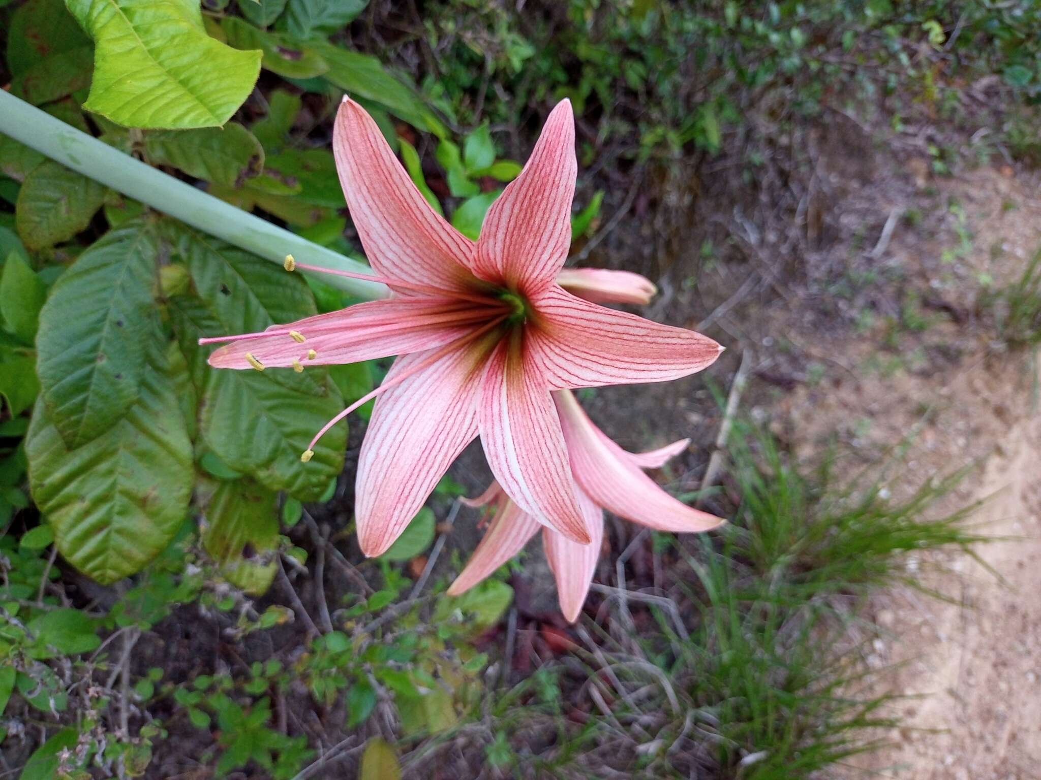 Слика од Hippeastrum stylosum Herb.