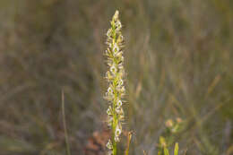 Imagem de Prasophyllum elatum R. Br.