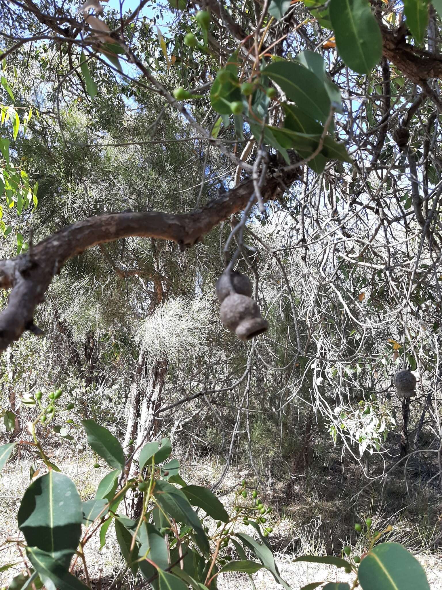 صورة Corymbia calophylla (Lindl.) K. D. Hill & L. A. S. Johnson