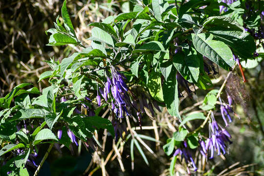 Image of Iochroma calycina Benth.