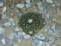 Image of Mammillaria roseoalba Boed.