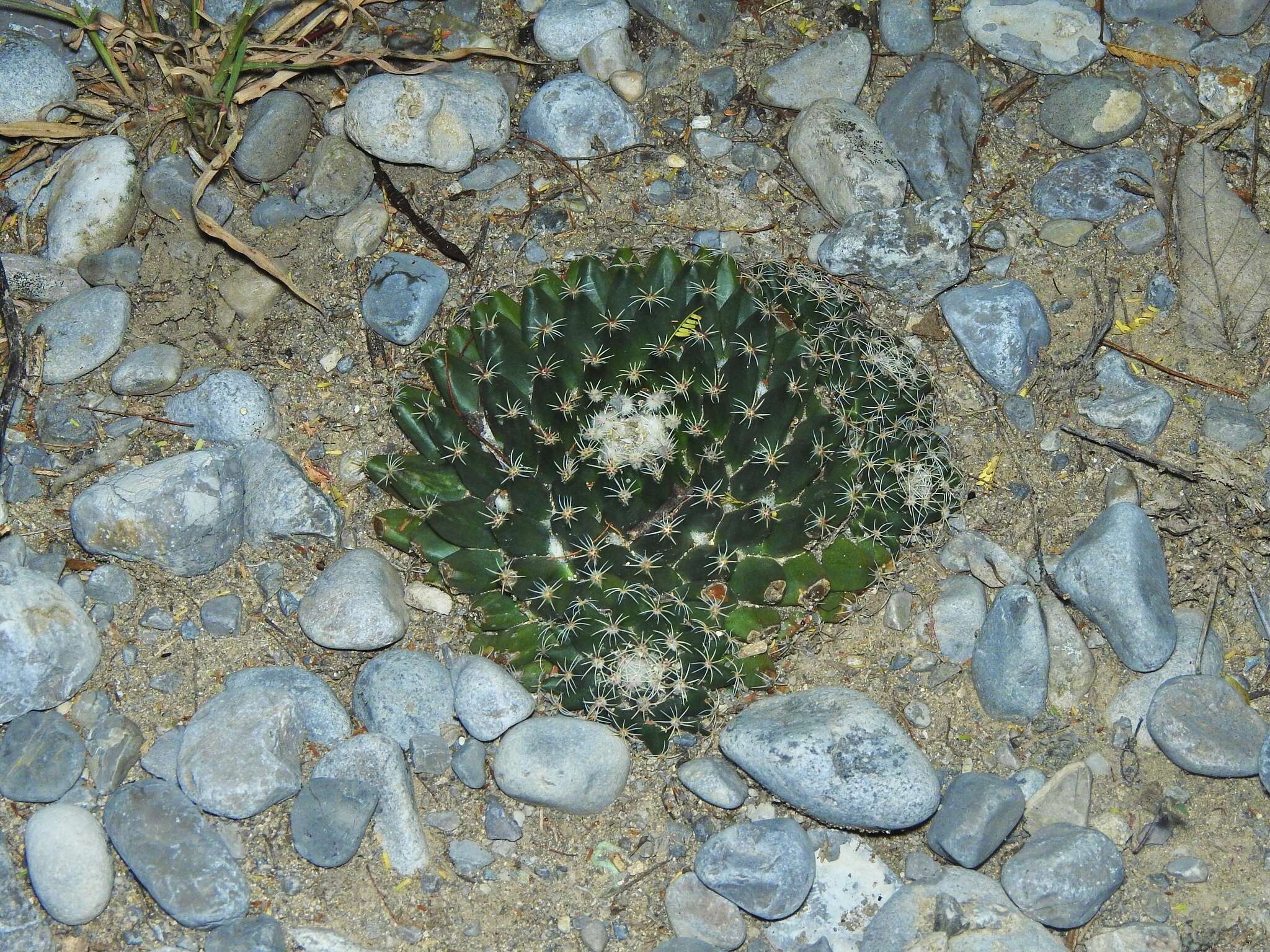 Image of Mammillaria roseoalba Boed.
