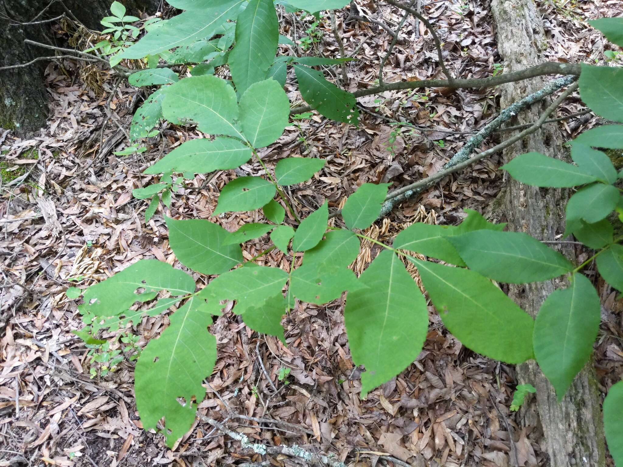 Phylloxera spinosa (Shimer 1869)的圖片