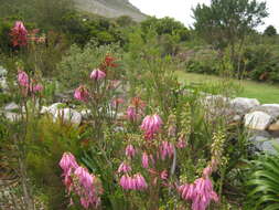 Image of nine-pin heath