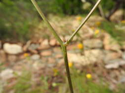 Image of Crepis commutata (Spreng.) W. Greuter