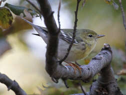 Image of Blackpoll Warbler