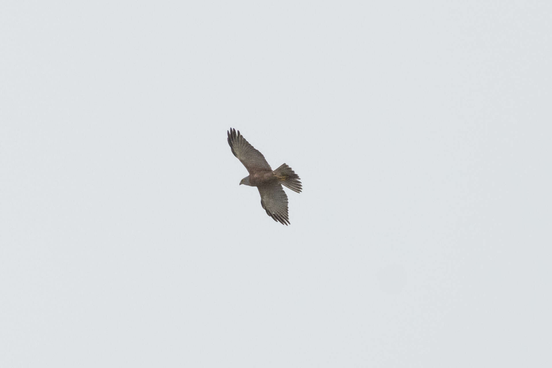 Image of Fiji Goshawk