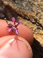 Plancia ëd Streptanthus fenestratus (Greene) J. T. Howell