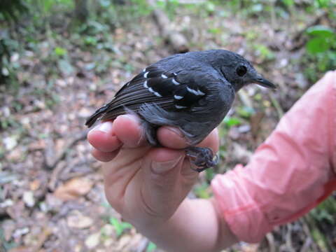 Image of Isleria Bravo, Chesser & Brumfield 2012