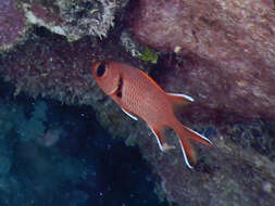 Image of Bigscale Soldierfish