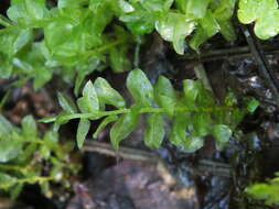 Image of elliptic plagiomnium moss