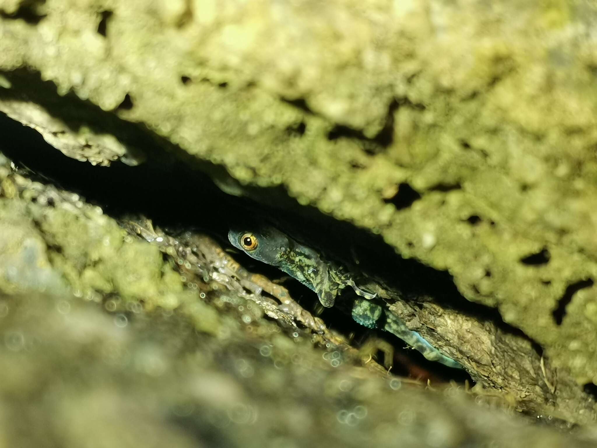 Image of Kumpol’s Rock Gecko