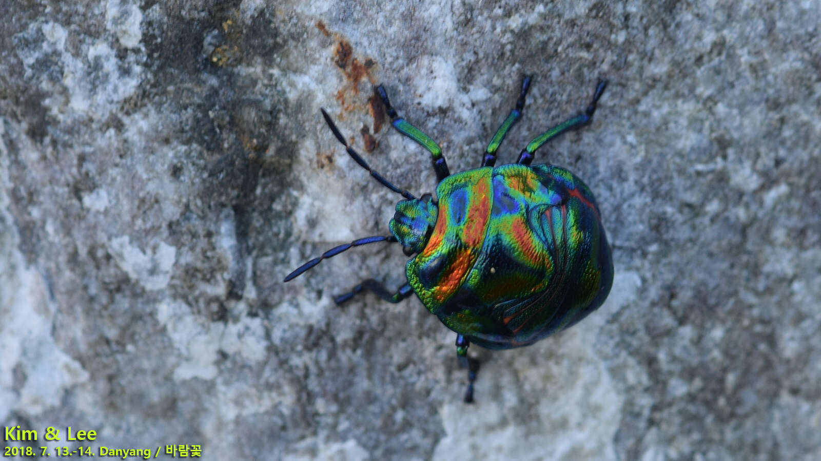 Image of Poecilocoris Dallas 1848