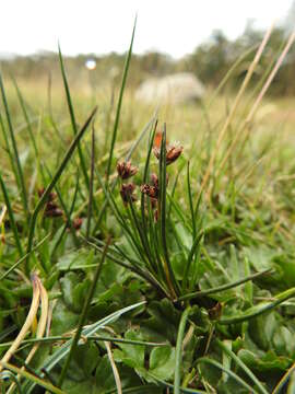 Image of Juncus scheuchzerioides Gaudich.