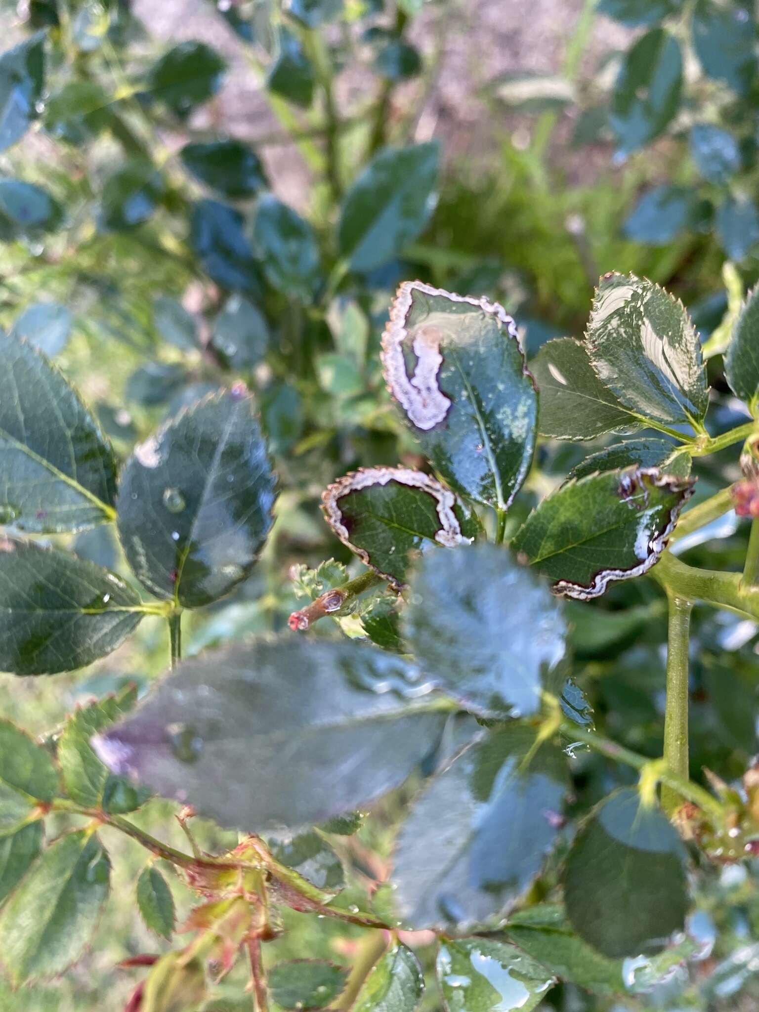 Sivun Stigmella centifoliella (Zeller 1848) Beirne 1945 kuva