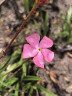 Image of Mandevilla tenuifolia (Mikan) R. E. Woodson