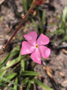 Image of Mandevilla tenuifolia (Mikan) R. E. Woodson