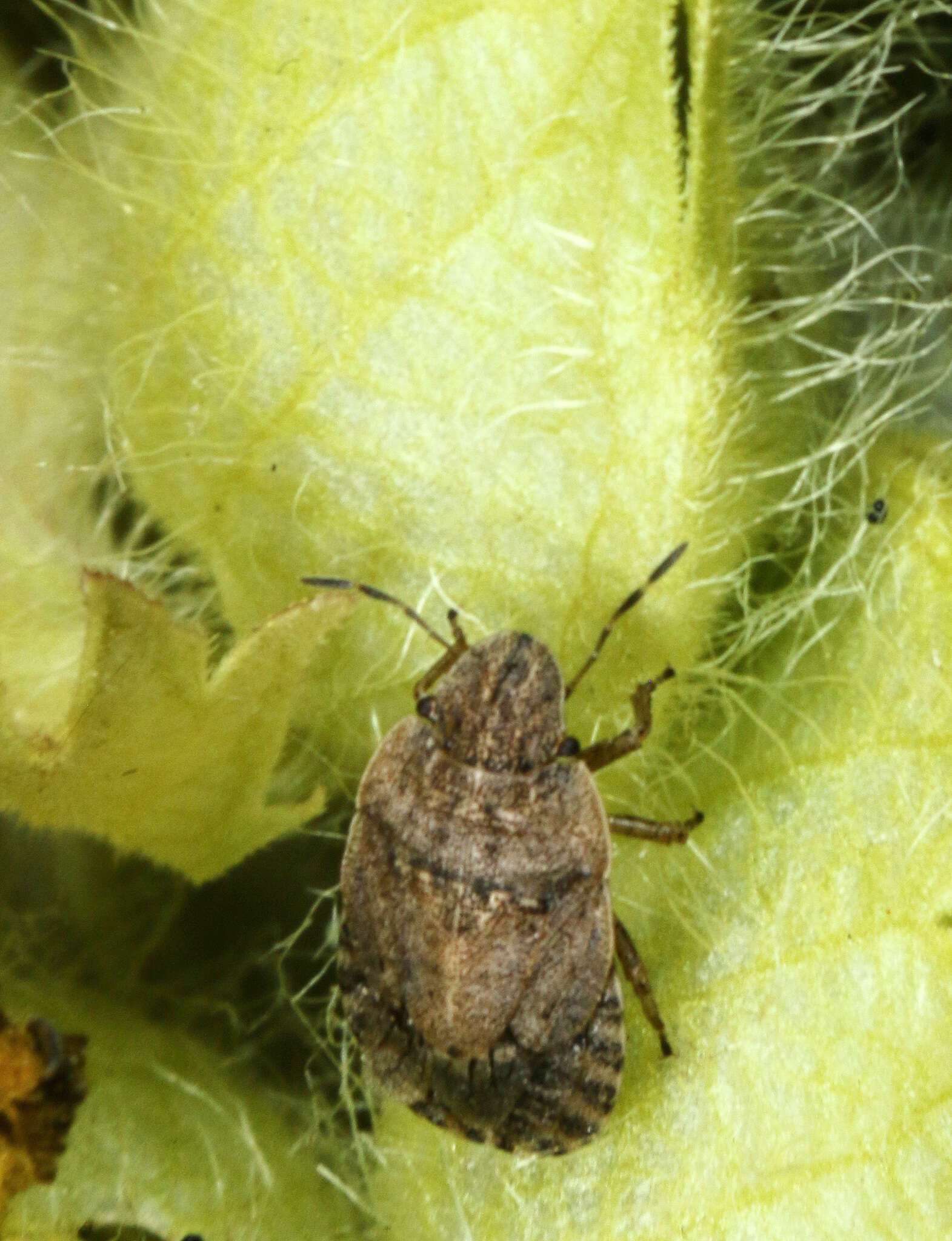 صورة Sciocoris microphthalmus Flor 1860