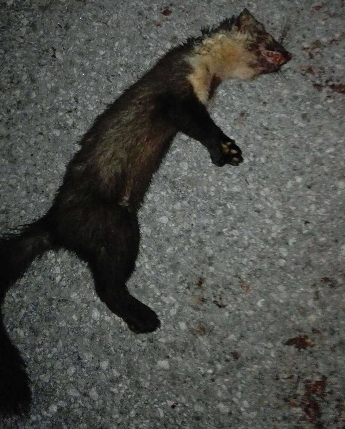 Image of European Pine Marten