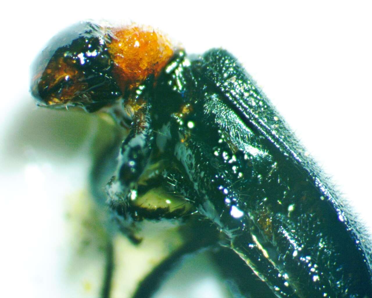 Image of Placopterus