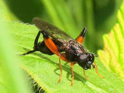 Image of Chalcosyrphus vecors (Osten Sacken 1875)