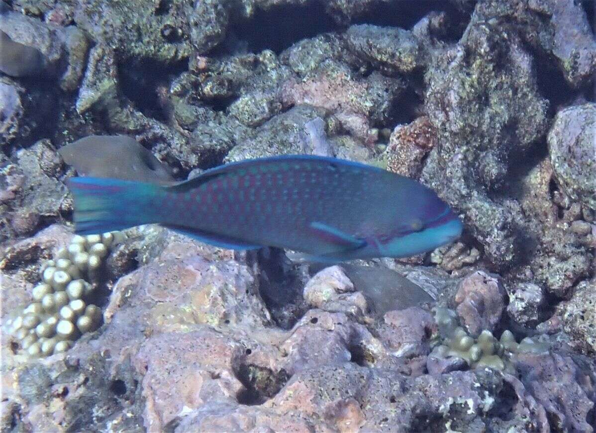 Image of Globehead Parrotfish