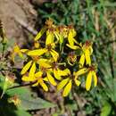 Image of Senecio nemorensis subsp. glabratus (Herborg) C. Oberprieler