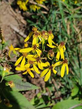 Image of Senecio nemorensis subsp. glabratus (Herborg) C. Oberprieler