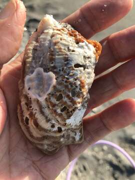 Image of crested oyster