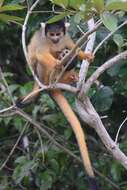 Image of Bolivian squirrel monkey