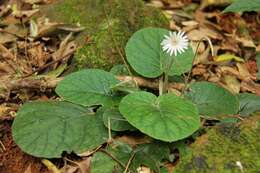 Image de Gerbera sylvicola Johnson, N. R. Crouch & T. J. Edwards