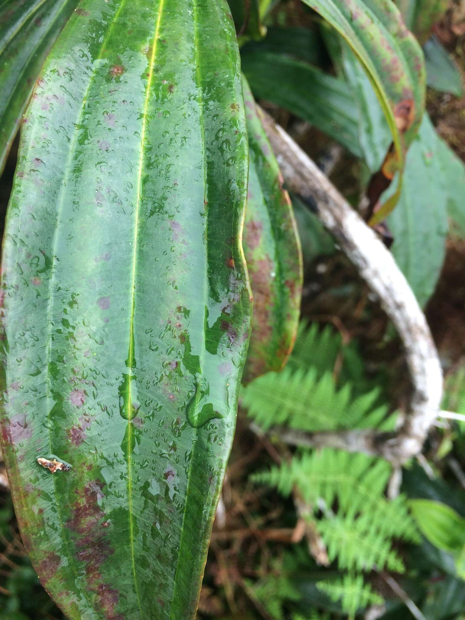 Image of Miconia robinsoniana Cogn.