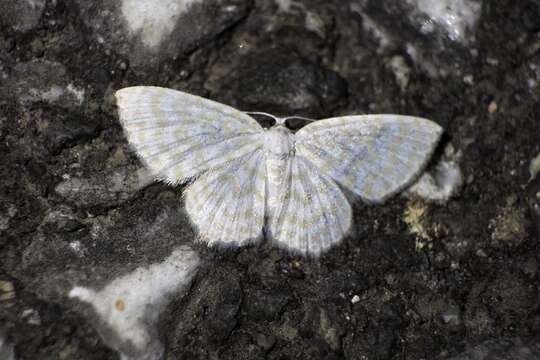 Image of Asthena nymphaeata Staudinger 1897