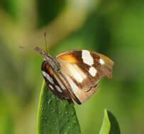 Plancia ëd Libytheana motya Boisduval & Leconte 1833