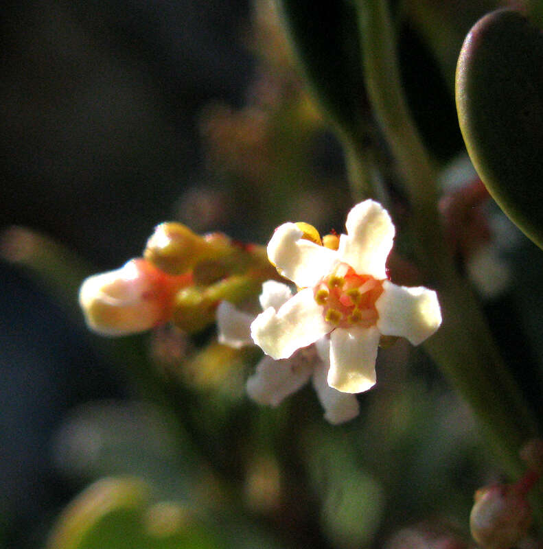 Sivun Cassine parvifolia Sond. kuva