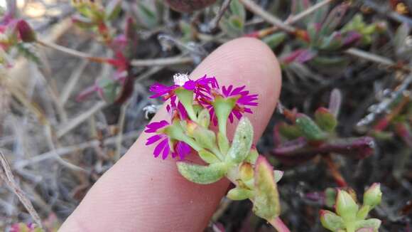 Image of Ruschia fourcadei L. Bol.