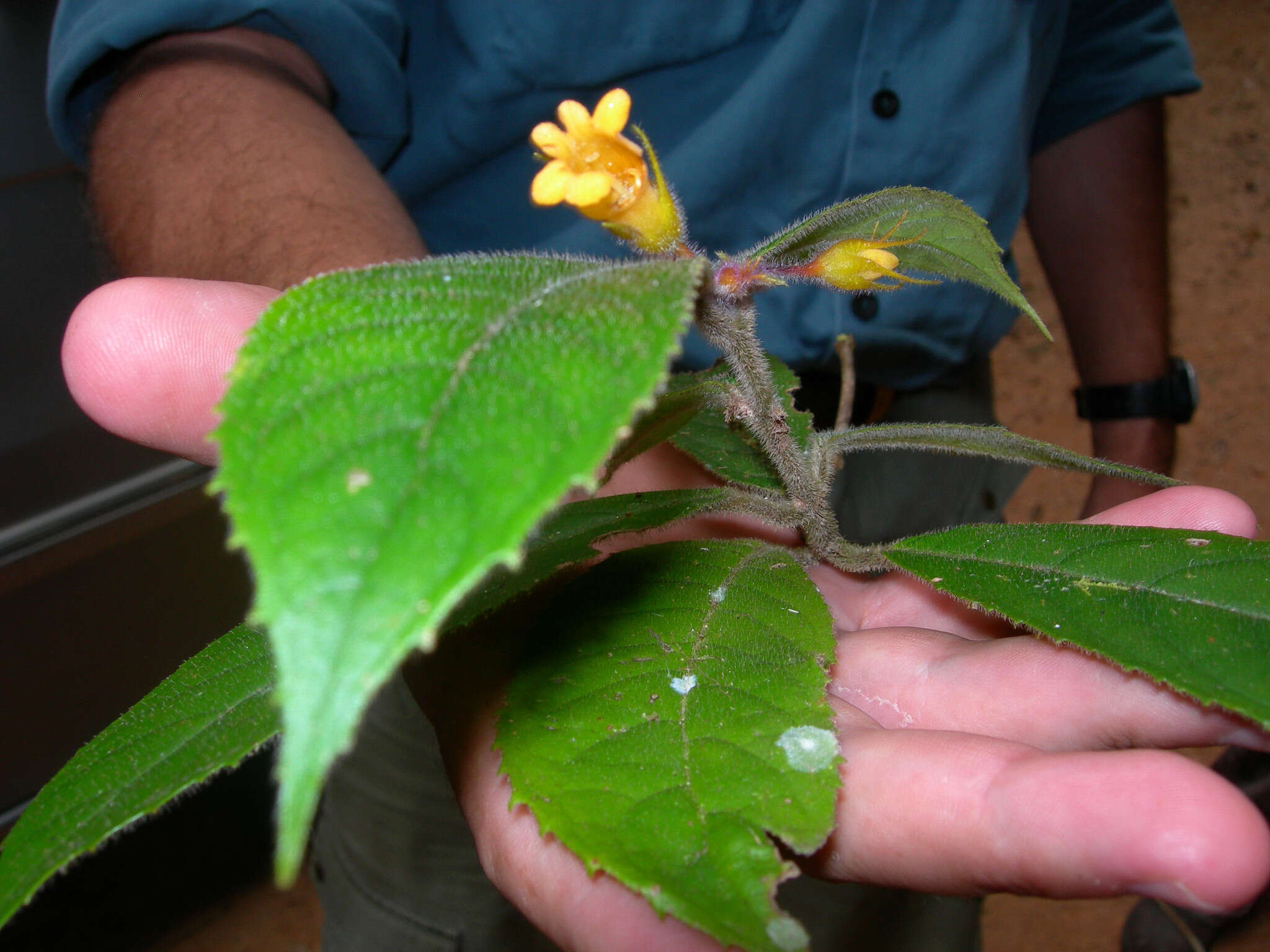 Image of Fieldia australiana (C. T. White) B. L. Burtt