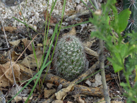 Mammillaria phitauiana (E. M. Baxter) Werderm. resmi